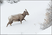 beschwerlicher Weg... Dickhornschaf *Ovis canadensis*