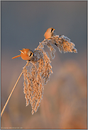 zum Sonnenaufgang... Bartmeisen *Panurus biarmicus* im Schilf