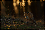 Zurückhaltung und Vorsicht... Rotfuchs *Vulpes vulpes* im Wald