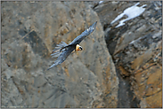 im Aufwind... Bartgeier *Gypaetus barbatus* im Segelflug vor einer Felswand
