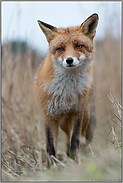 vorsichtig... Rotfuchs *Vulpes vulpes* betrachtet argwöhnisch das Geschehen