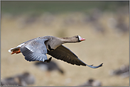 auffliegend... Blässgans *Anser albifrons* im Flug