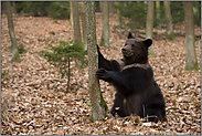 uuups... Europäischer Braunbär *Ursus arctos* mit kritischem Blick