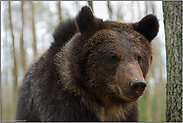 Braunbärenportrait... Europäischer Braunbär *Ursus arctos* ganz nah