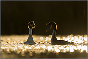 frühes Licht... Haubentaucher *Podiceps cristatus* im stimmungsvollen Gegenlicht während der Balz