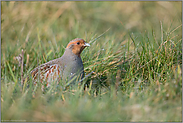 auf dem Grasstreifen... Rebhuhn *Perdix perdix* im nassen Gras