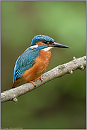am Bachlauf... Eisvogel *Alcedo atthis* im Frühjahr