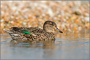 unsere kleinste Ente... Krickente *Anas crecca*, Weibchen vor einer Muschelbank