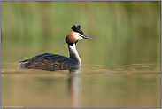 beschaulich... Haubentaucher *Podiceps cristatus* an einem schönen Frühlingstag