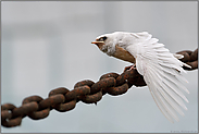 Gendefekt... weiße Rauchschwalbe *Hirundo rustica*, flügger Jungvogel reckt die Flügel