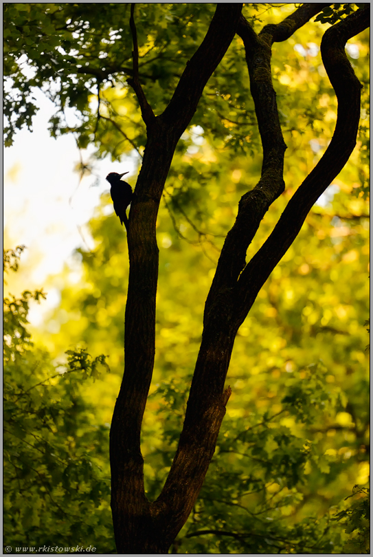 weit entfernt... Schwarzspecht *Dryocopus martius* im Spiel aus Licht und Schatten, typische Silhouette im Wald