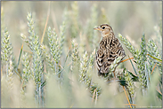 Vogel der Feldflur... Feldlerche *Alauda arvensis* in einem Weizenfeld