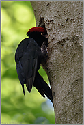 Beginn der Fütterung am Eingangsloch... Schwarzspecht *Dryocopus martius* füttert Jungvögel