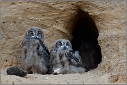 Gemütlichkeit... Europäischer Uhu *Bubo bubo*, Jungvögel am Eingang ihrer Bruthöhle