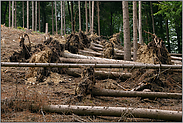 Waldsterben... Windwurf *Fichtenwald* am Rande einer Rodungsfläche