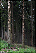 Borkenkäferbefall... Waldsterben *Nordrhein-Westfalen* im Fichtenbestand