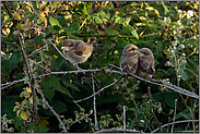 die ganze Rasselbande... Neuntöter *Lanius collurio*, drei Jungvögel gemeinsam in einer Brombeerhecke