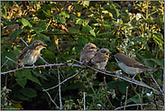 die ganze Rasselbande... Neuntöter *Lanius collurio*, 3 Jungvögel werden vom weiblichen Altvogel gefüttert