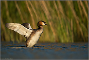 im letzten Licht... Haubentaucher *Podiceps cristatus* erhebt sich aus dem Wasser, schlägt mit den Flügeln