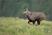 in schnellem Lauf... Gämse *Rupicapra rupicapra*, Gams rennt, galoppiert über Frühlingswiese