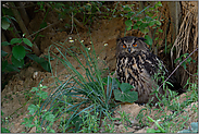 im Tagesversteck... Europäischer Uhu *Bubo bubo*, Altvogel, Weibchen