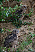 Doppeldecker... Europäischer Uhu *Bubo bubo*, zwei Jungvögel, Geschwister