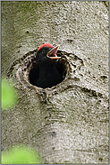 laut rufend... Schwarzspecht *Dryocopus martius*, Jungvogel in Baumhöhle kurz vor dem Ausflug