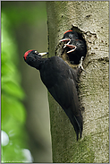 begierig... Schwarzspecht *Dryocopus martius*, Jungvögel verlangen nach Futter