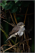 tief unten in der Hecke... Neuntöter *Lanius collurio*, flügger Jungvogel versteckt sich, sucht Schutz