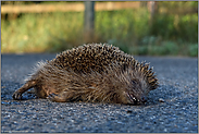 Tod auf der Strasse... Igel *Erinaceus europaeus*, Strassenverkehrsopfer, überfahrener Igel