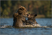 kühles Nass... Europäische Braunbären *Ursus arctos* streiten sich im Wasser