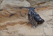 mit großen Augen... Europäischer Uhu *Bubo bubo*, junger Uhu, treuherziger Blick