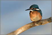 Reflektionen... Eisvogel *Alcedo atthis*, junger Eisvogel im Lichtspot