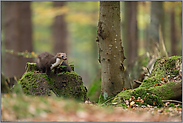 gegabelter weißer Brustfleck... Steinmarder *Martes foina*, sichtbares Unterscheidungsmerkmal