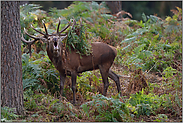 mit Inbrunst... Rothirsch *Cervus elaphus* mit farnbehangenem Geweih röhrend im Wald