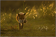 im Trott... Rotfuchs *Vulpes vulpes* bei niedrig stehender Sonne