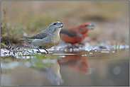 an der Wasserpfütze... Kiefernkreuzschnabel  *Loxia pytyopsittacus*, Weibchen und Männchen