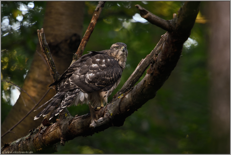 neulich im Wald... Habicht *Accipiter gentilis*, diesjähriger Jungvogel, Rothabicht