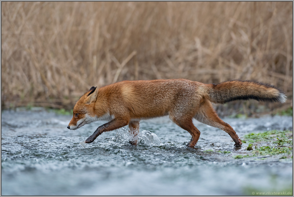 ab durch's Wasser... Rotfuchs *Vulpes vulpes* quert einen schnell fließenden Bachlauf