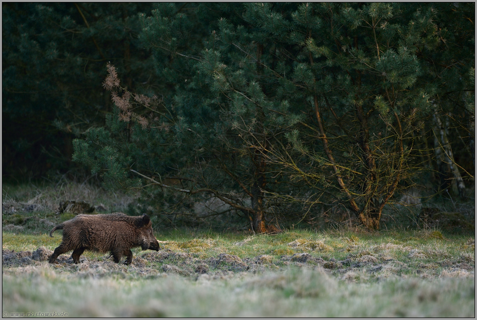 am Wildacker... Wildschwein *Sus scrofa* läuft auf der Suche nach Nahrung den Waldrand entlang