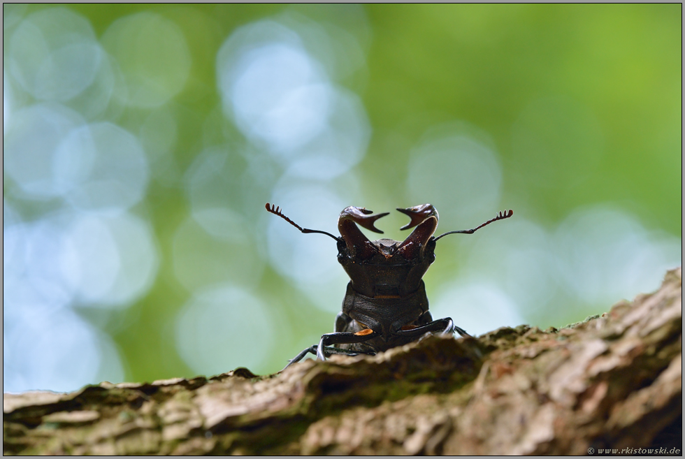 imposant... Hirschkäfer  *Lucanus cervus*, ein Männchen präsentiert seine mächtigen Mandibeln, verlängerte Mundwerkzeuge, mit denen männliche Hirschkäfer imponieren wollen