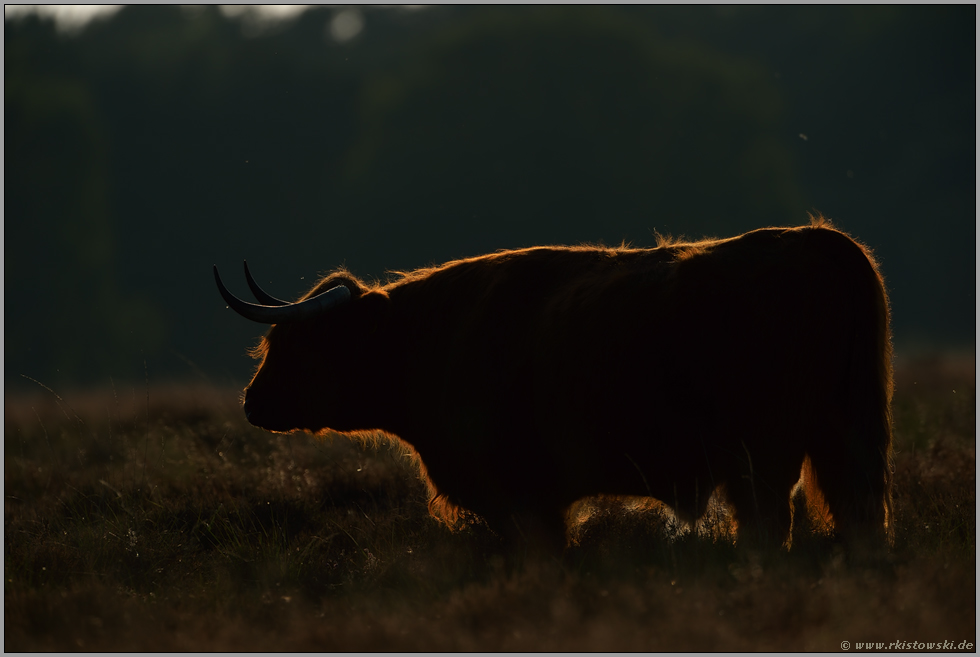 urwüchsig... Schottisches Hochlandrind *Bos primigenius f. taurus*, die robusten Hochlandrinder werden gerne zur extensiven Weidebewirtschaftung, zur Freihaltung von Offenlandflächen  eingesetzt