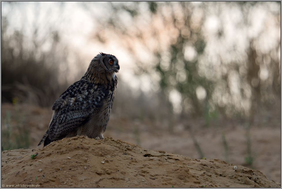 sanftes Gegenlicht... Europäischer Uhu *Bubo bubo* auf einem Erdhügel am Rand einer Sandgrube