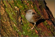 am Baumstamm... Heckenbraunelle *Prunella modularis*