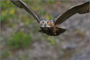 weitsichtig... Europäischer Uhu *Bubo bubo*