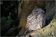 ganz entspannt... Steinkauz *Athene noctua*