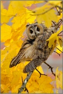 wer da... Waldohreule *Asio otus*