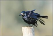 Badetag... Saatkrähe *Corvus frugilegus*