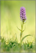 in praller Sonne... Geflecktes Knabenkraut *Dactylorhiza maculata*