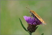 Sonne tanken... Großer Perlmutterfalter *Argynnis aglaja*